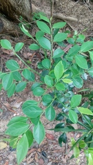Breynia fruticosa
