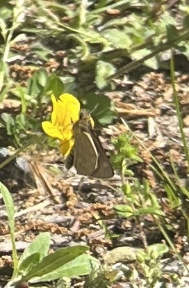 Carolina Roadside-Skipper photo 4
