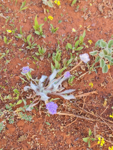 Brunonia australis (Brunonia australis)