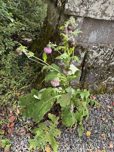 Cirsium yezoense iNat (1)