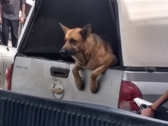 Canis familiaris