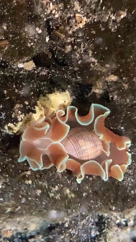 Hydatina physis observed 2024-03-20