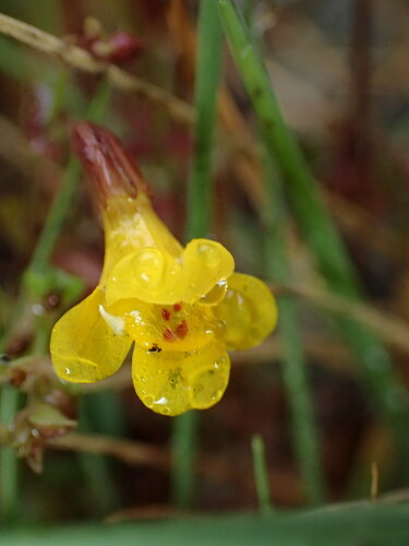 Image of Erythranthe serpentinicola by (c) Cricket Raspet, some rights reserved (CC BY)