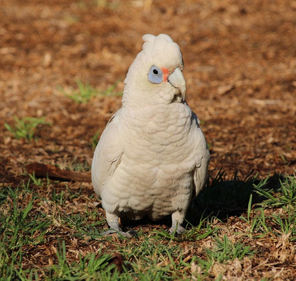 Western Corella photo