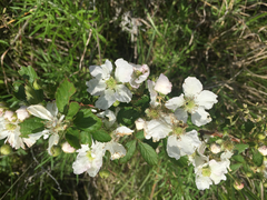 Rubus ostryifolius