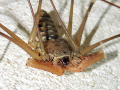 Acanthophrynus coronatus