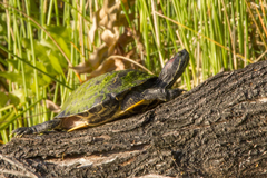 Trachemys scripta elegans image