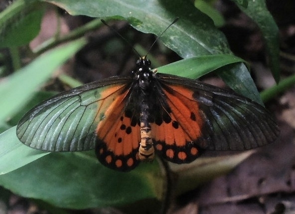 Acraea endoscota