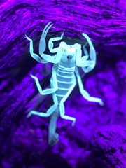 Smeringurus