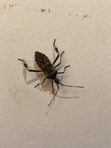 Western Conifer Seed Bug