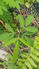 Grona heterocarpos