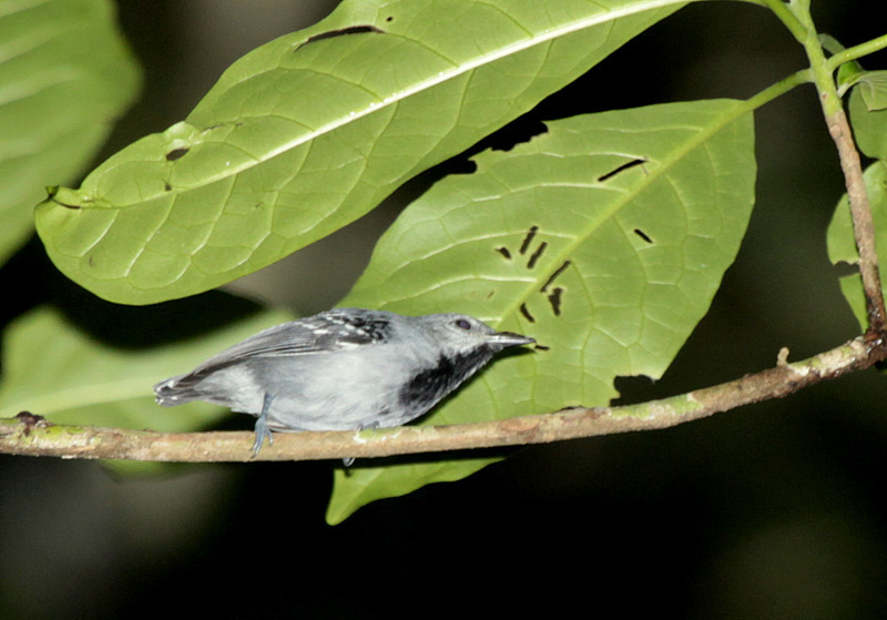 Gray Antwren photo