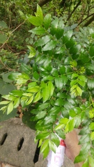 Zanthoxylum avicennae
