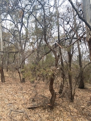 Juniperus deppeana deppeana