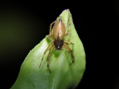 Trachelas volutus