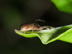 Trachelas volutus