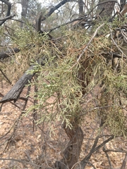Juniperus deppeana deppeana