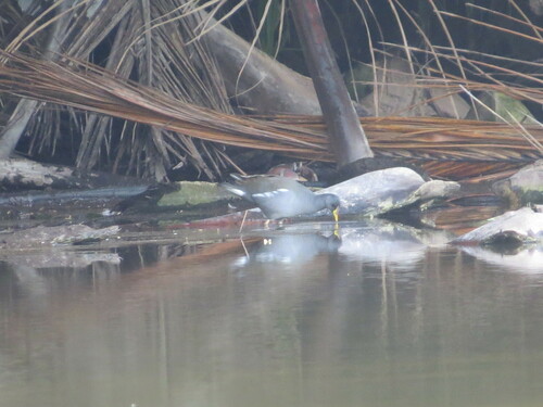 Lesser Moorhen (Paragallinula angulata), photo 9
