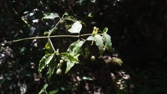 Tarenna alleizettei