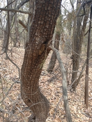 Juniperus deppeana deppeana