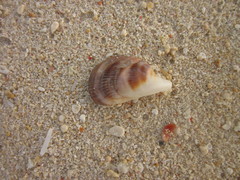 Septifer bilocularis