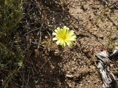 Anisocoma acaulis