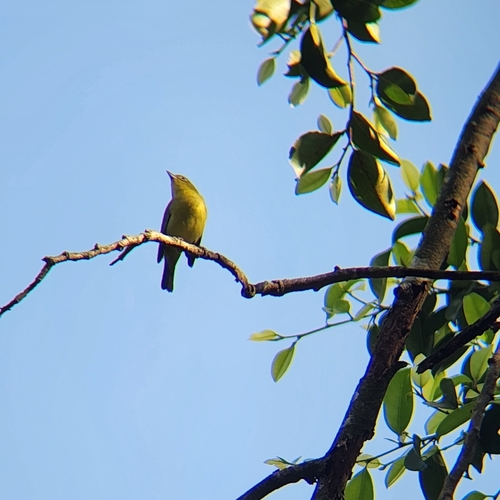 Sangkar White-eye (Zosterops melanurus), photo 6