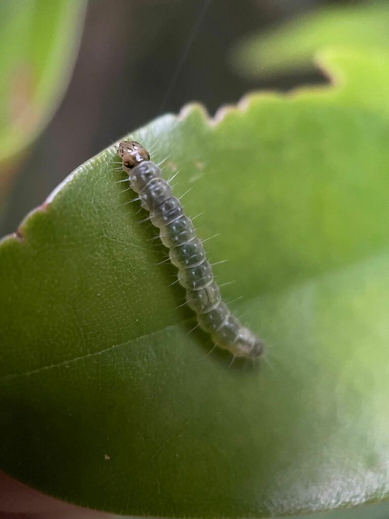 Archips paredraea