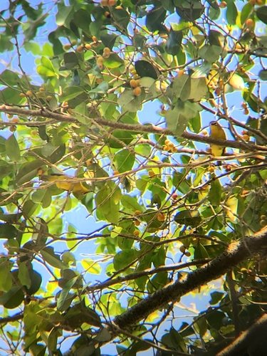 Sangkar White-eye (Zosterops melanurus), photo 5