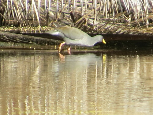 Gallineta chica (Paragallinula angulata)