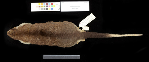 Weyland Ring-tailed Possum (Pseudochirulus caroli) — Least Concern Mammalia