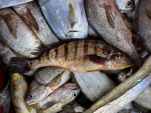 Banded croaker (Paralonchurus brasiliensis) — Sciaenidae — 5