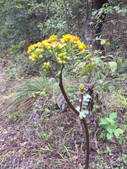 Packera coahuilensis