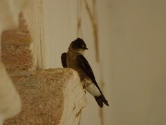 Stelgidopteryx serripennis ridgwayi