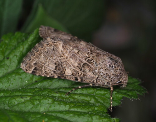 Schinia cupes photo 5