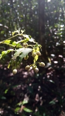 Tarenna alleizettei