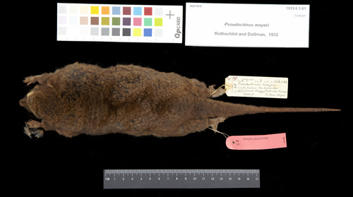 Pygmy Ring-tailed Possum (Pseudochirulus mayeri) — Least Concern Mammalia
