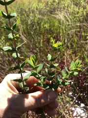 Hypericum myrtifolium