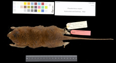 Pygmy Ringtail photo 3