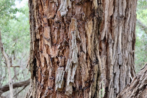 Eucalyptus botryoides