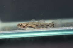 Northern Snubnose Goby photo 4