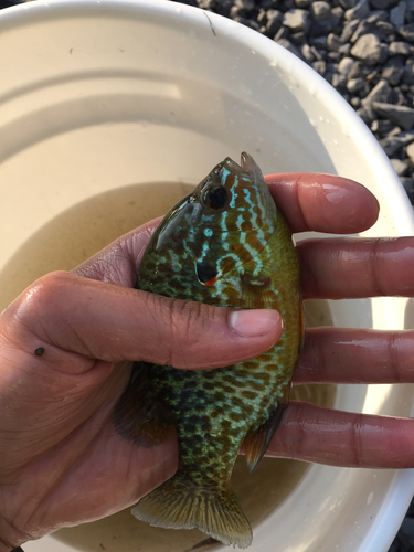 Lepomis gibbosus