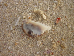 Septifer bilocularis
