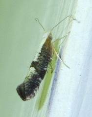 Argyresthia spinosella