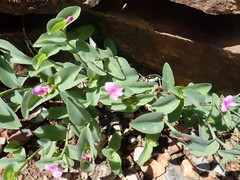 Tradescantia brevifolia