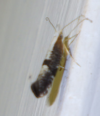 Argyresthia spinosella