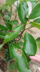 Cinnamomum parthenoxylon