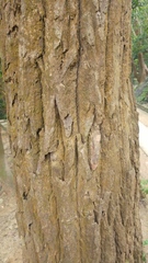 Cinnamomum parthenoxylon