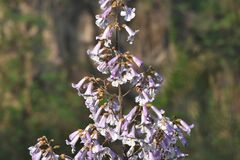 Paulownia elongata
