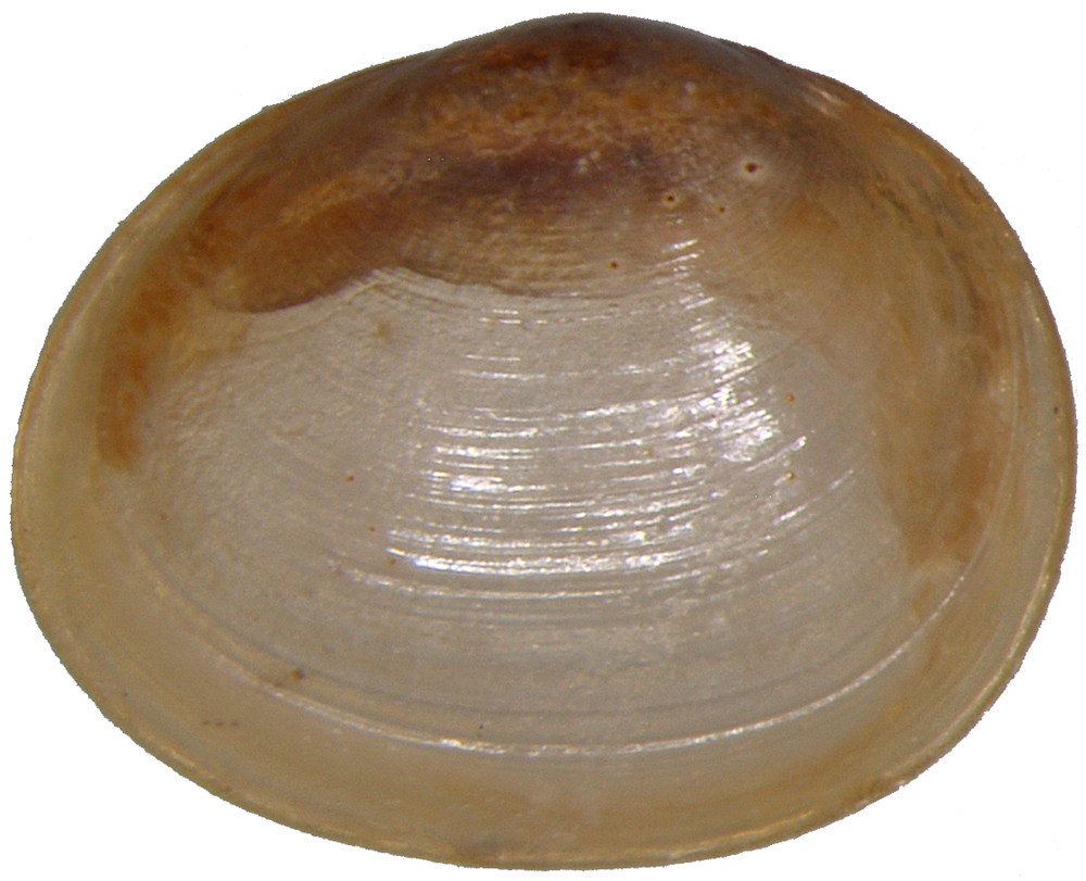 False-orb Pea Mussel